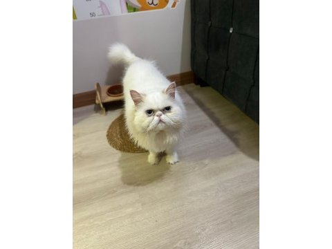 1 yaşında erkek iran kedisi