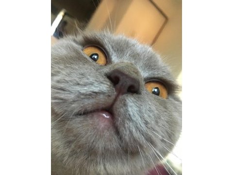 British kedi