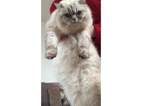 Çok uysal british longhair yuva arıyor
