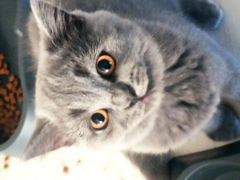 2 aylık british shorthair yavruların sahiplerini bekliyor