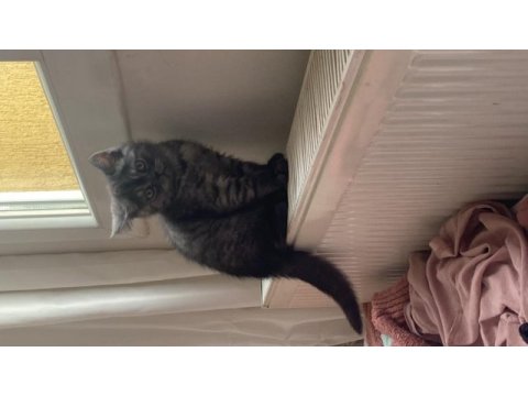 2 aylık son kalan british longhair yavrumuz
