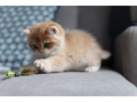 Bal rengi golden british shorthair 