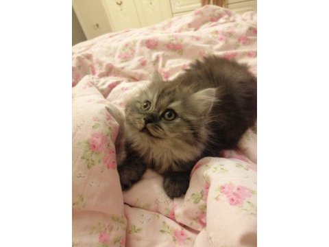 2 aylık british shorthair