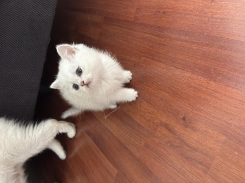British shorthair silver