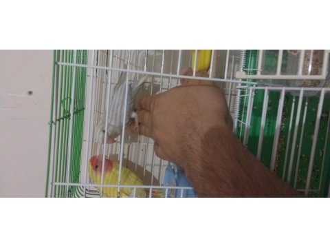2 adet sevda papağanı konuşan