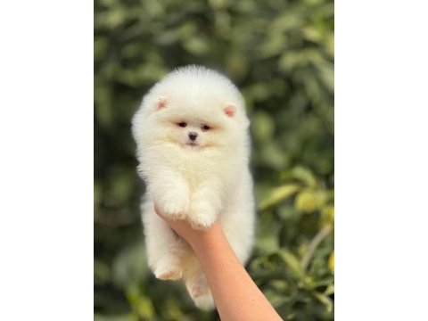 Ankaranin teddy boo pomeranian köpeği