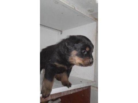 Rottweiler yavru köpekler