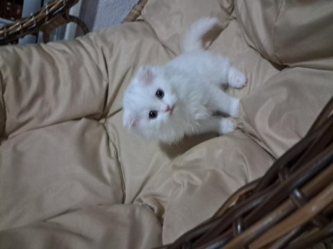 Tatlı scottish fold kardeşler sahiplerini bekliyor