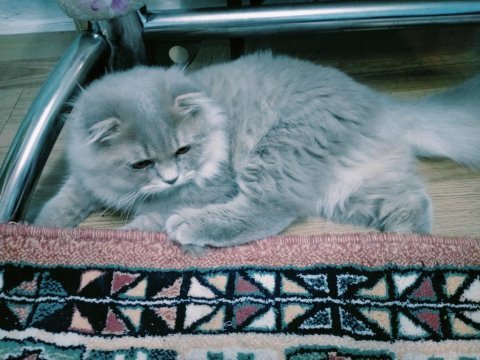 Scottish fold 7 aylık