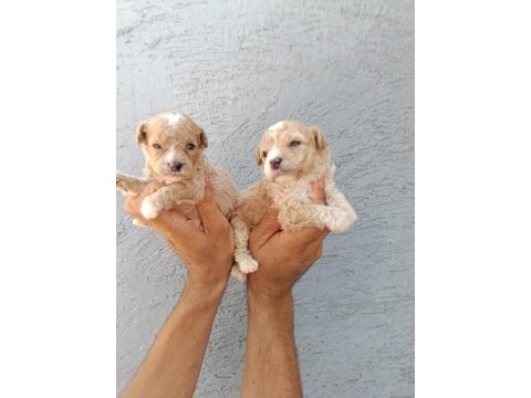 Irk garantili maltipoo yavrular