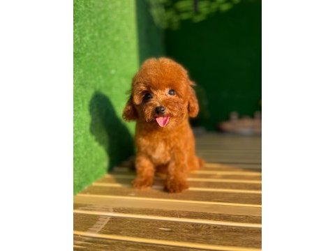 Toy poodle köpekler referans yavru