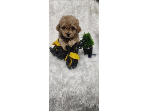 Veteriner kontrolünden garantili maltipoo bebekler