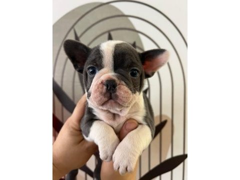 A plus ırk standartlarında french bulldog yavrularımız