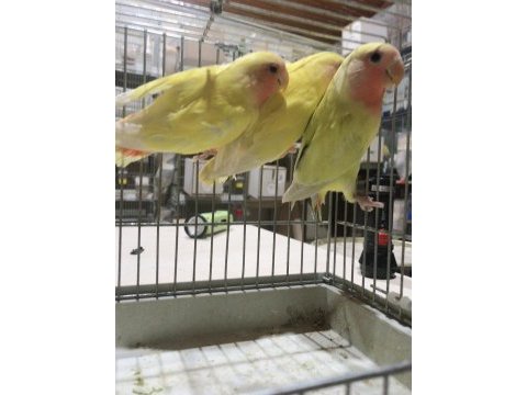 Bebek sevda cennet papağanları