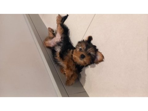 2 aylık yavru yorkshire terrier