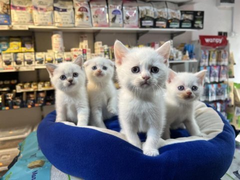 Biblo güzelliğinde bembeyaz british shorthair