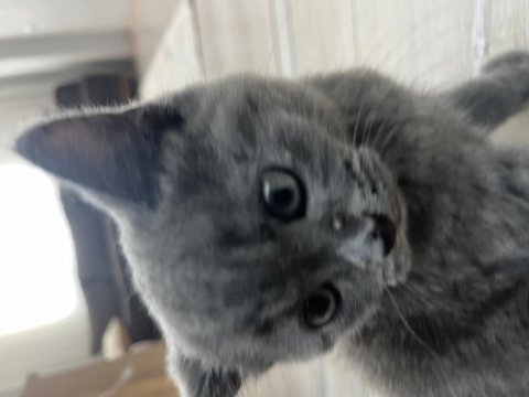 Yavru british shorthair sahiplendirme (izmir)
