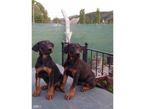 Doberman yavruları 60 günlük dişi