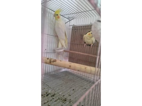 10 numara bakıcı takım sultan papağanı