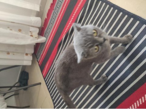 Eğitimli british shorthair yavrumuz