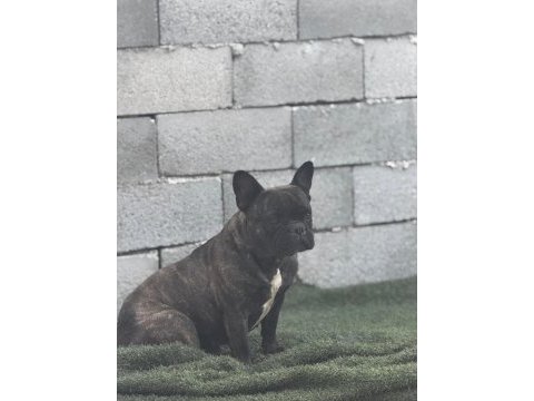 French bulldog anneler