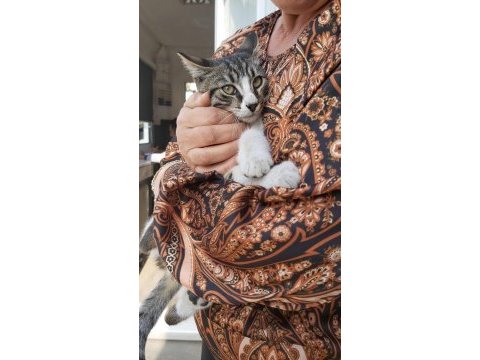 Kedimiz shaky tatlı oğlumuz yuva arıyor