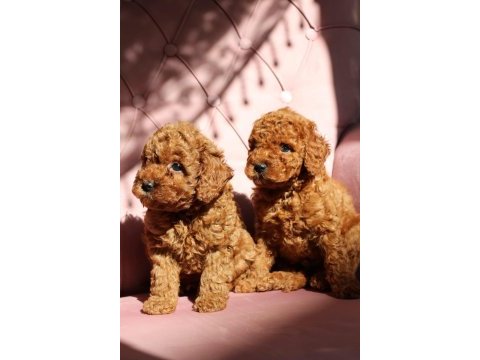 Güzel ve sağlıklı poodle bebekler