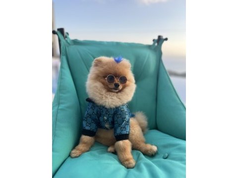 Pomeranian boo erkek