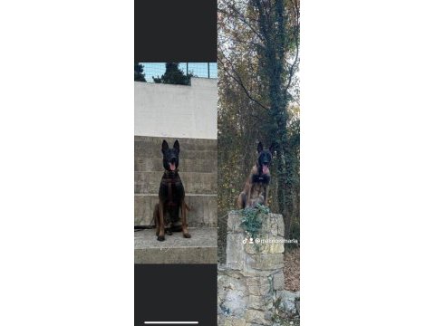Safkan malinois yavrular en iyisi benim olsun diyene