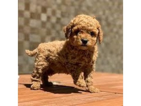 A+ kalite toy poodle yavrularımız 81 ile gönderilir
