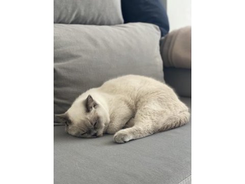 Blue point uyumlu british shorthair kedim