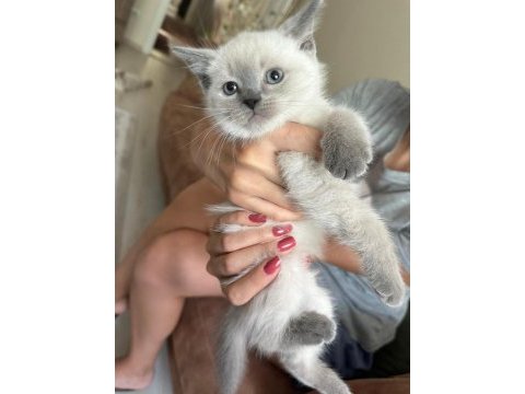 Beyaz british shorthair