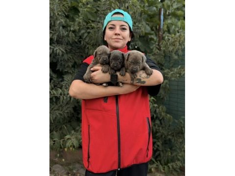Cane corso kalite yavrular ailelerinş bekliyor