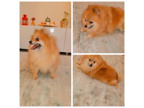 Ev ortamına alışkın çocuklarla arası çok iyi dişi pomeranian