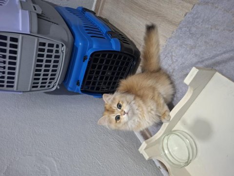 Golden ny12 erkek british longhair yavrum teslime hazır