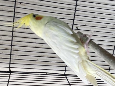 Albino-lıtino -grey yavru sultanlar 