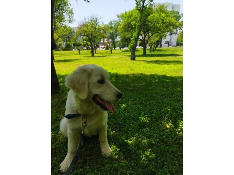 1 yaşında dişi golden retriever orijinal