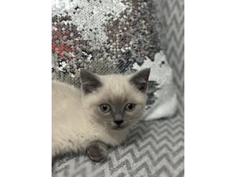 Uysal 3 aylık british shorthair beyaz