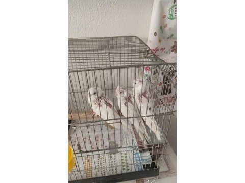 Sultan papağanı albino kırmızı göz