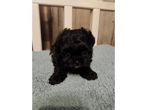 Shihpoo yavrular