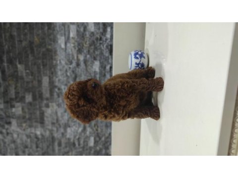 Dark red toy poodle