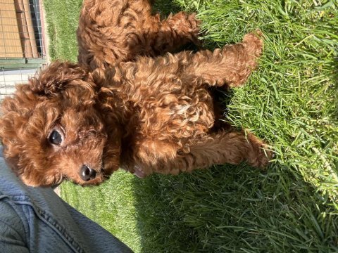 A + plus korea poodle yavrular teacup boy