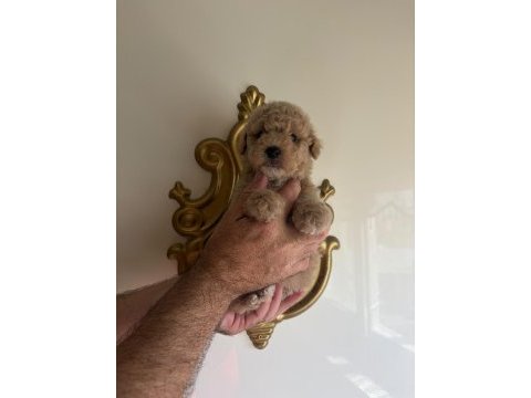 Poodle guzellıkler