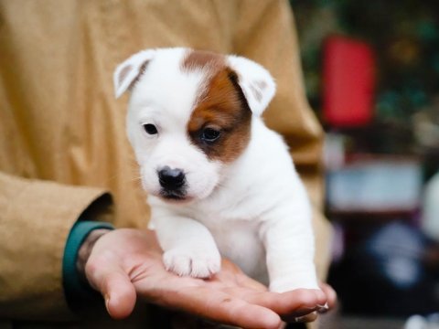 Fcı şecereli safkan erkek jack russell terrier