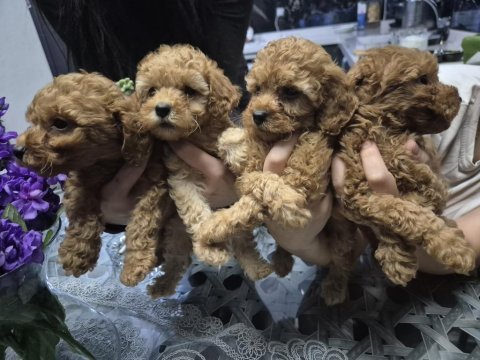 Toy poodle 1 numara