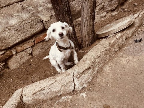 1 yaşında uslu terrier kızımızı sahiplendiriyoruz