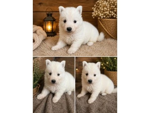 Safkan alman çoban köpeği yavruları özel renk