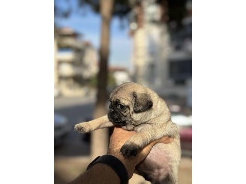 A kalite pug mops yavrular