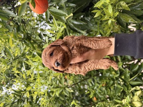 Toy poodle yavrular