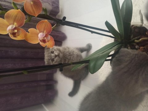 Orjinal scottish fold yavru isteyenler son kalan yavrular